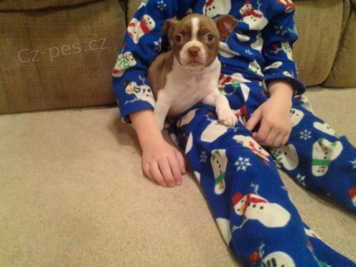 Rozko�n� bostonsk� teri�r �t�n�