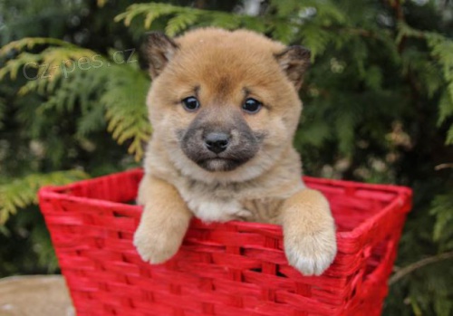 �t���tka Shiba Inu z vy���ch rodin