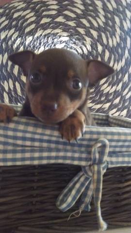 Pra�sk� krysa��k s PP hn�d�