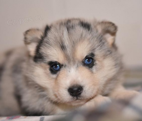 P��telsk� �t���tka Pomsky