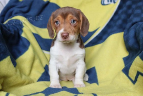 ��astn� �t���tka �t��at