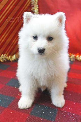 ��astn� �t���tka Samoyed