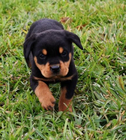 Okouzluj�c� �t�n� rottweiler