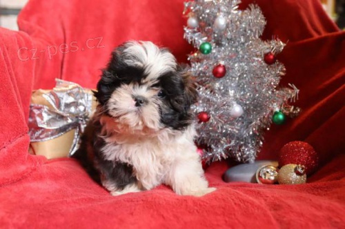 na�echran� Shih Tzu �t��ata
