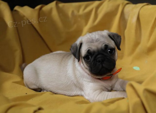 rodina vyv��en� �t���tka p�ipraven� na v�noc�ch