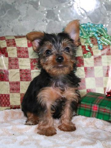 kr�sn� Jork��rsk� teri�r �t��at p�ipraveny na nov� domovy