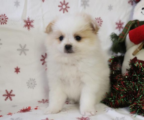 rodina zvedla pomeransk� �t���tka pro milovn�ky zv��at