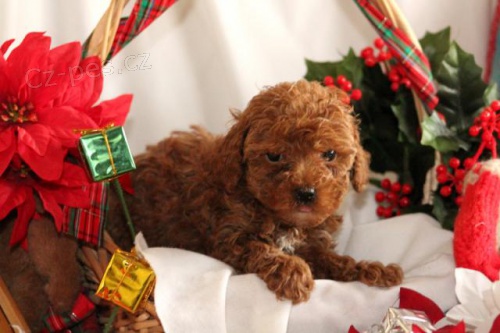 sladk� hra�ky pudla pudla p�ipravena na v�no�n�