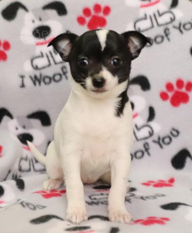 �ivavy �teniatka pro nov� domovy t�to v�no�n� obdob�