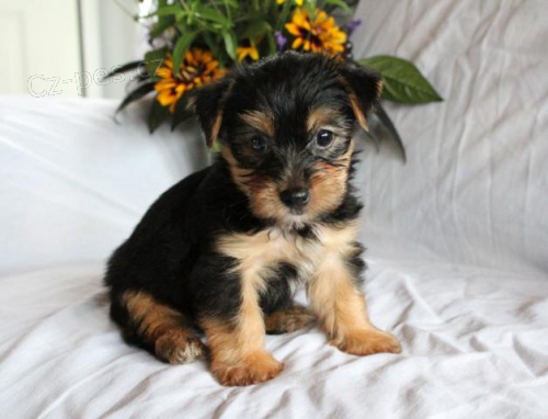 sladk� yorkshire teri�r �t��ata