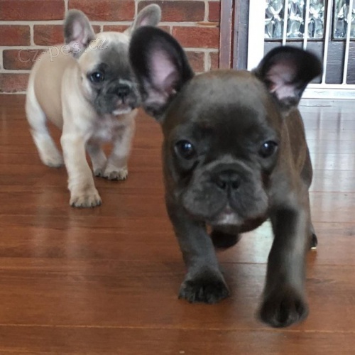 Super rozko�n� anglick� buldok AKC