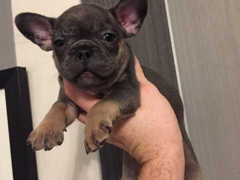 Francouzsk� buldo�ek �t��ata