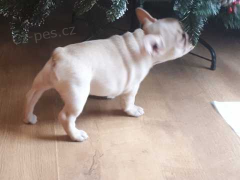 N�dhern� francouzsk� buldok �t���tka