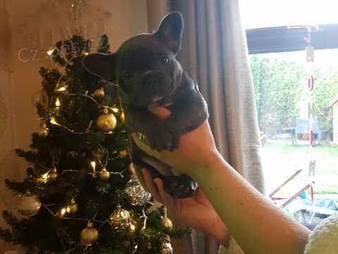 N�dhern� francouzsk� buldok �t���tka