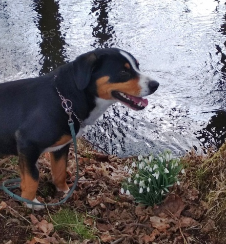 Entlebu�sk� sala�nick� pes