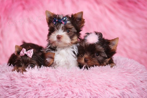 Barevn� york��rkov� s rodokmeny