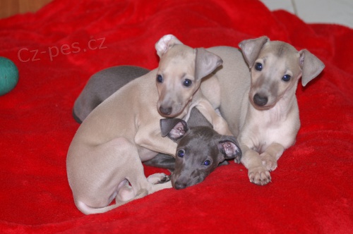 Prod�m �t���tka italsk�ch chrt�k�