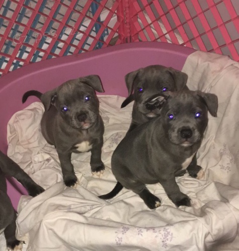 Americk� staford��rsk� teri�r s PP