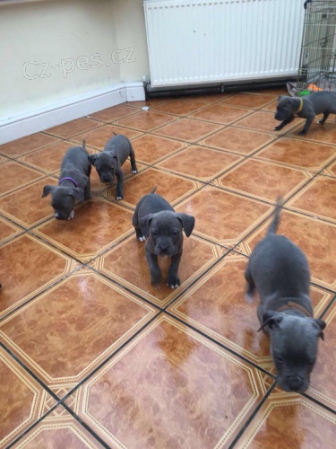 Americk� staford��rsk� teri�r