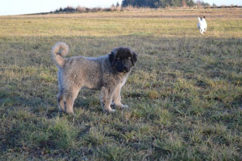 Kavkazsk� pasteveck� pes