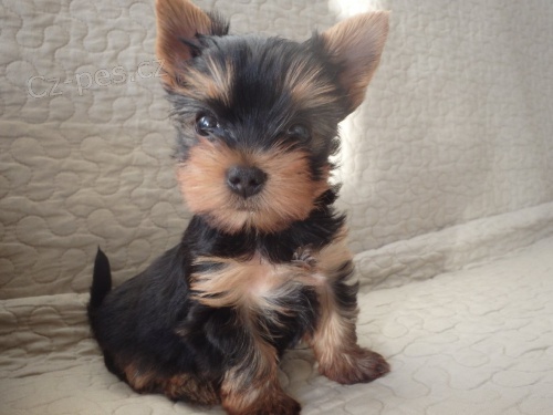 �t��ata york. teri�ra