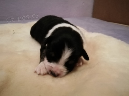 Australsk� ov��k s PP