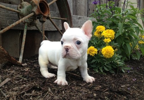 Super zdrav� francouzsk� buldo�ek �t��ata,
