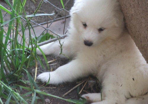 zdrav� Samoyed �t��ata,