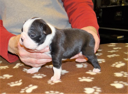 �t��ata Boston Terrier s PP,