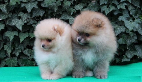 Pomeranian �t��ata