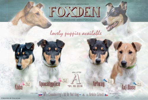 Kr�tkosrst� kolie s PP