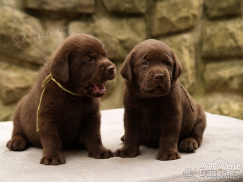 Labradorsk� retr�vr- hn�d� a �ern� �t�n�tka s PP