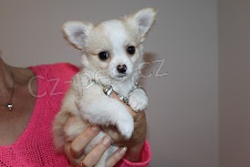  �ivava s PP pejsek mal�ho vzr�stu