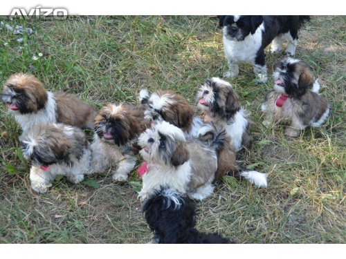 Prod�m �t�natka shih-tzu