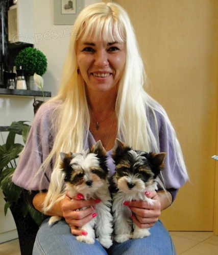 Barevn� jork��rkov�