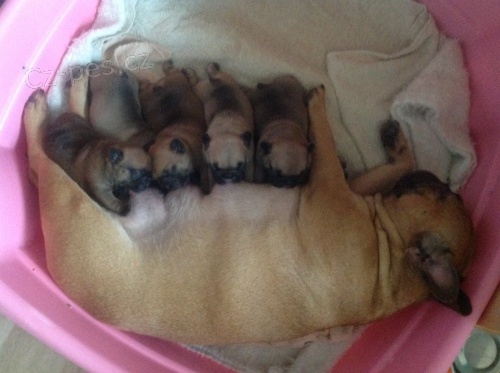 Francouzsk� buldo�ek