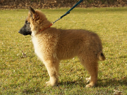 Belgick� ov��k - Tervueren