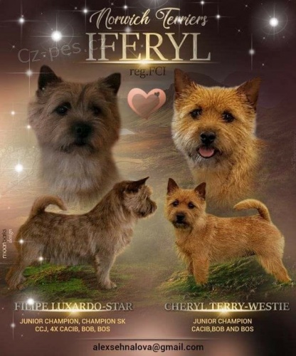 Norwich teri�r - �t�n�tka  