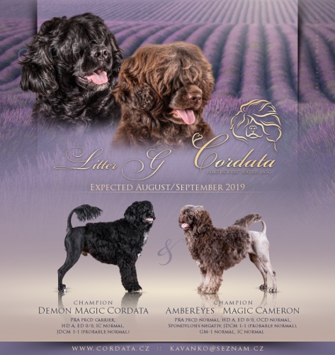 Portugalsk� vodn� pes �t���tka k rezervaci