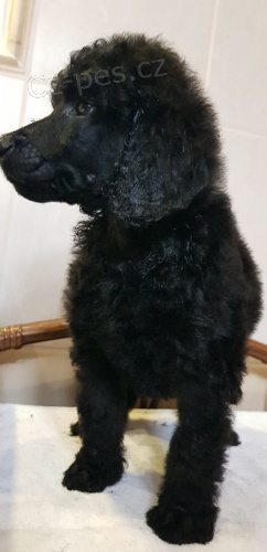 Pudl velk�, kr�lovsk�