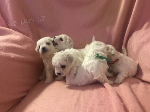 �t���tka bi�onka s PP