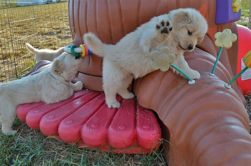 N�meck� �pic - Pomeranian