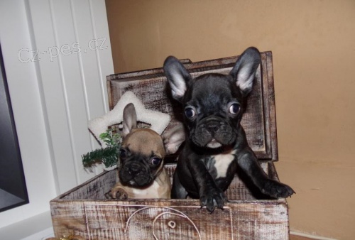 Francouzsk� buldo�ek s PP