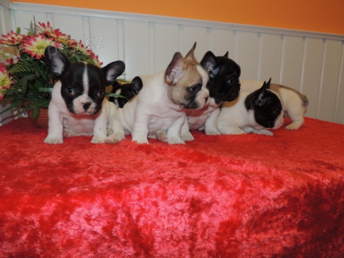 Francouzsk� buldo�ek.