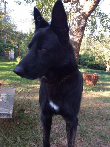 �t���tka "vl��k�"