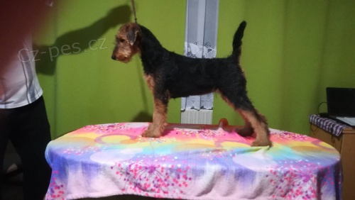 Erdelterier s PP, posledn� fenka