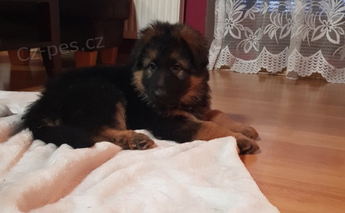 �t�n� N�meck�ho ov��ka