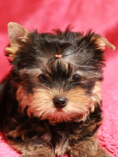 �t��ata jork��rsk�ho teri�ra