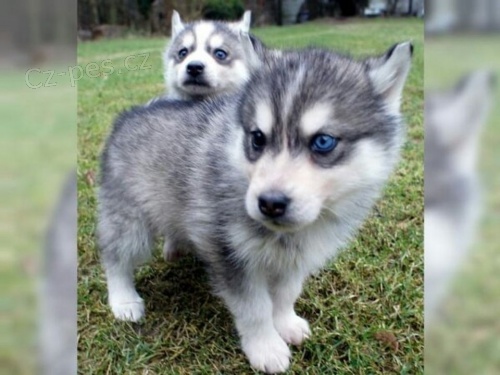sibi�sk� husky �t��ata s PP