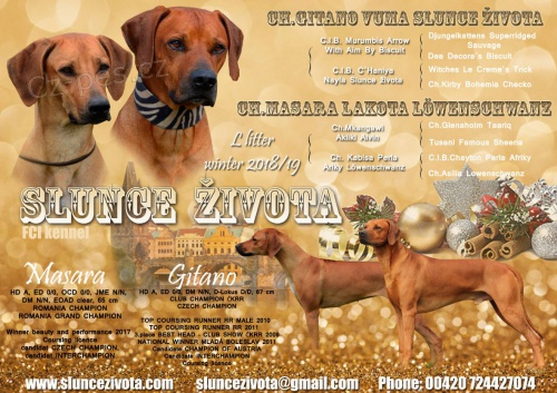 Rhod�sk� Ridgeback �t���tka s PP